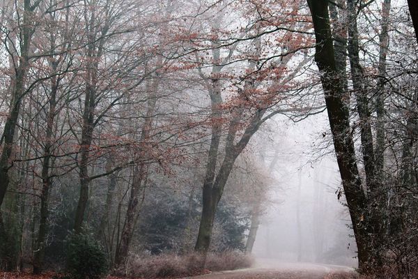 Forêt en hiver