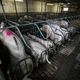 Un foyer de maladie d'Aujeszky, très contagieuse pour les animaux mais non transmissible à l'être humain, a été détecté dans un élevage de porcs situé au nord-ouest du Tarn-et-Garonne a annoncé la préfecture. (Illustration)