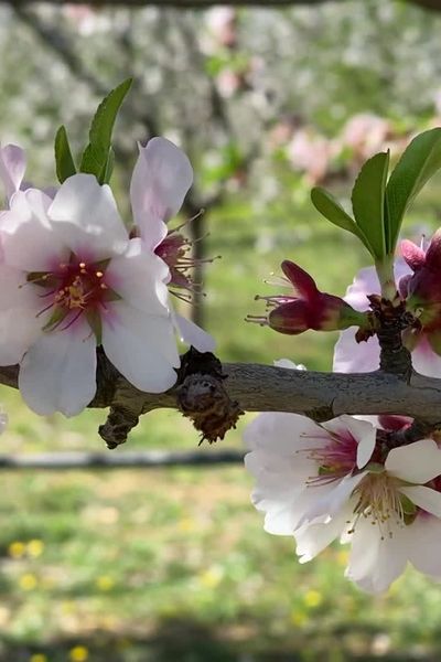 Ornaisons (Aude) - les amandiers en fleurs - mars 2024.