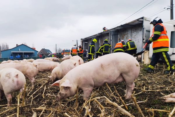 Wulverdinghe : un camion transportant une centaine de cochons se renverse, une trentaine d'entre eux décèdent. 