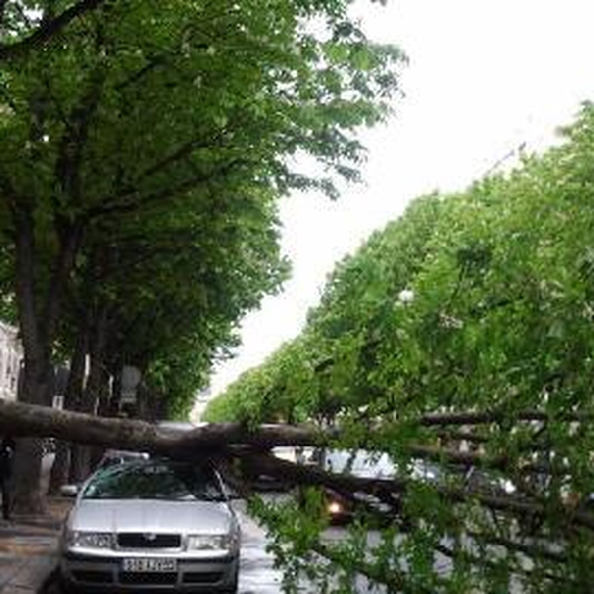 Un arbre tombe avenue Montaigne