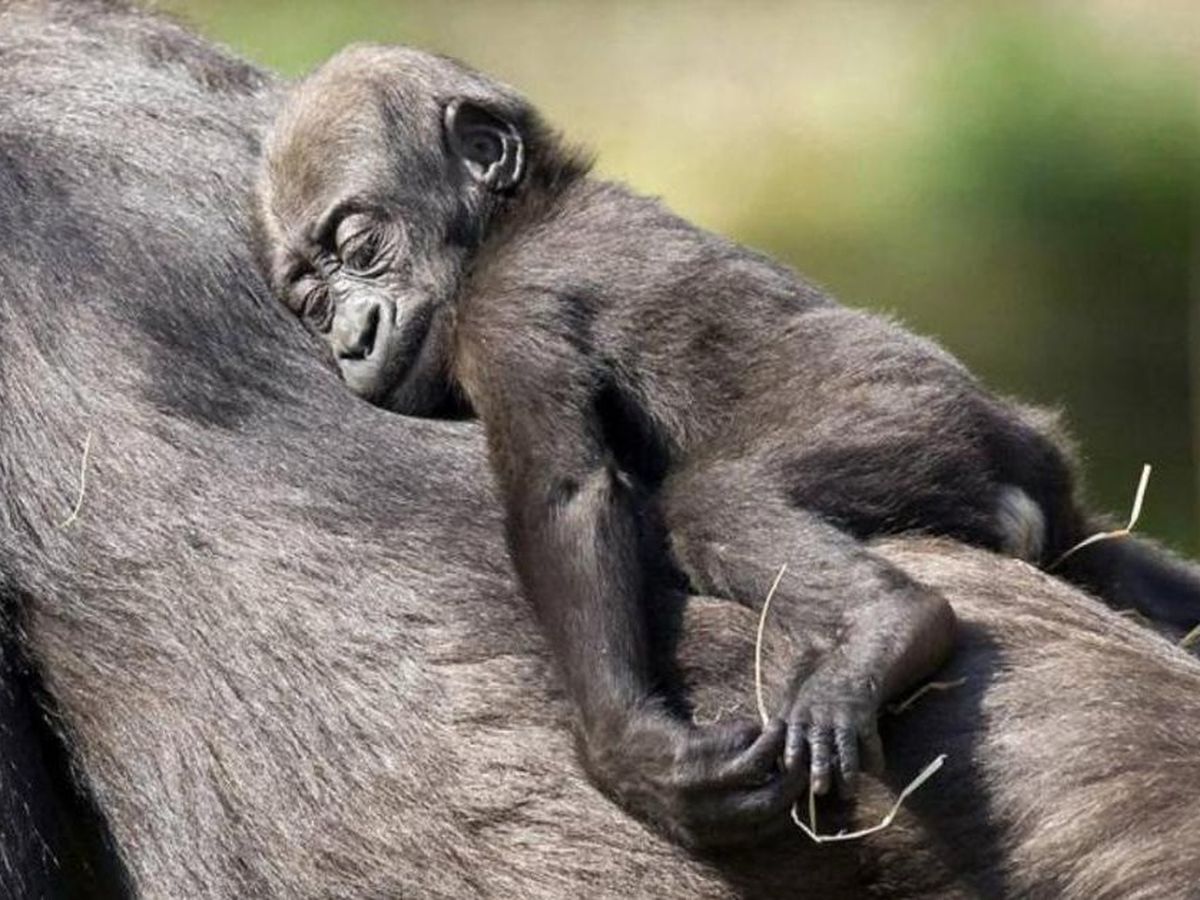 Naissance D Un Bebe Singe Au Zoo De La Palmyre 17