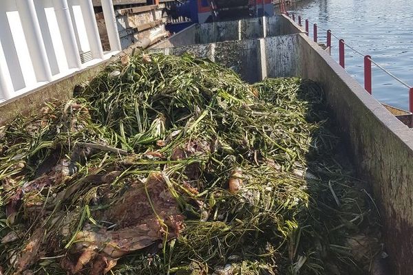 Plusieurs tonnes de poissons morts repêchées dans la Seine