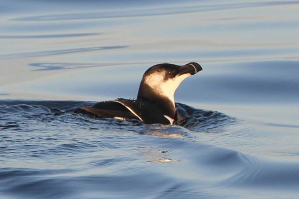 Le pingouin torda est également appelé "petit pingouin". Son nom scientifique est "alca torda".