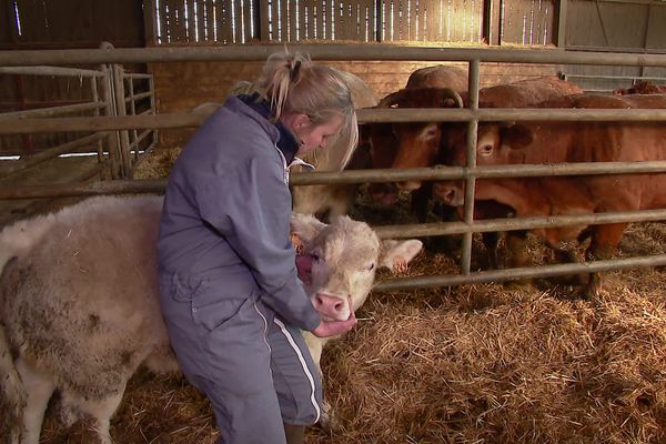 Véronique Lustig soigne depuis dix ans les vaches de cette ferme aux Chateliers dans les Deux-Sèvres.