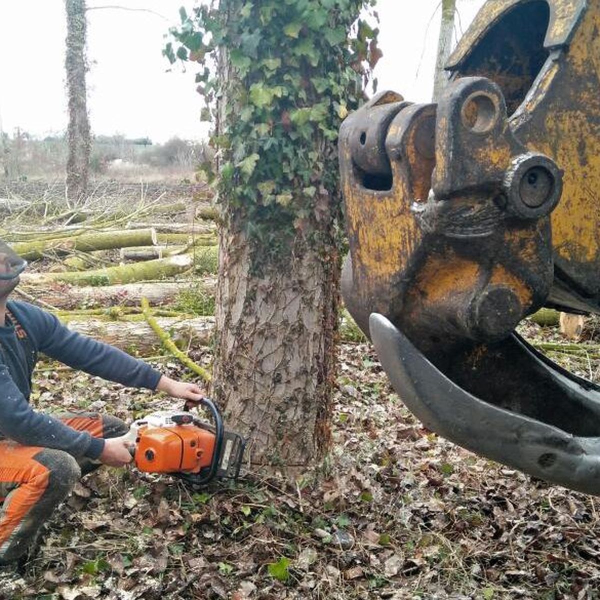 Bûcheron : un métier à hauts risques, Bûcherons sous haute tension