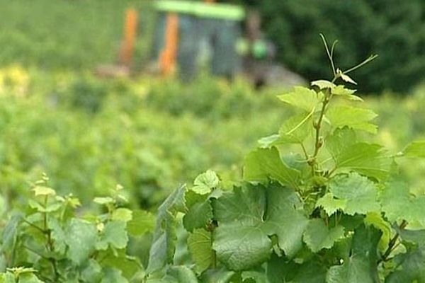 La loi d'avenir pour l'agriculture, l'alimentation et la forêt a été définitivement adoptée par le Parlement jeudi 11 septembre 2014. 