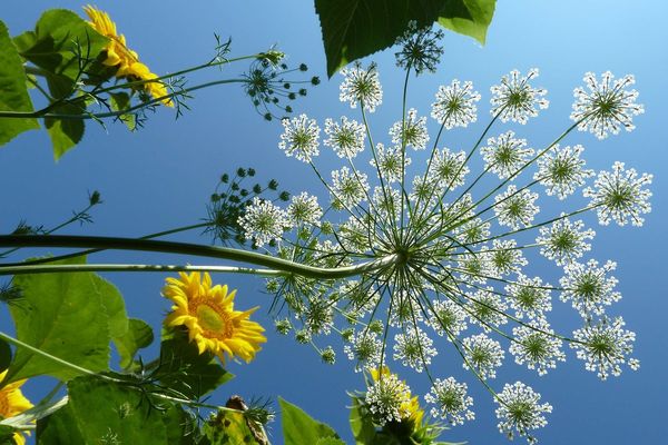 Des petites fleurs sur des tiges qui composent une grosse fleur sur une tige, c'est la composition en fractale de l'ombelle.