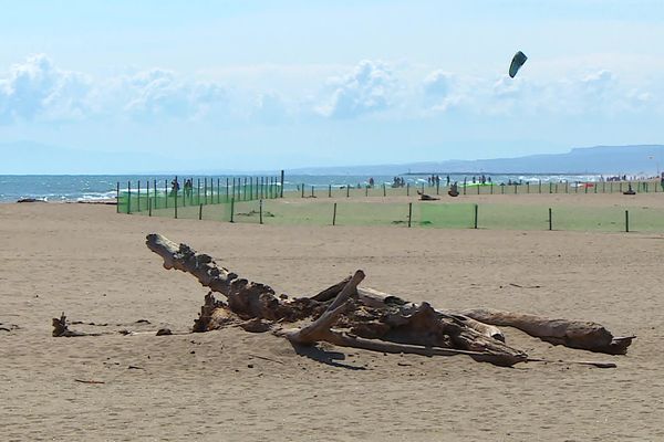 Préserver la faune et la flore du littoral, un sujet majeur à Portiragnes dans l'Hérault.