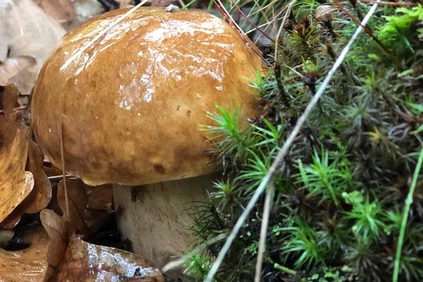 Les champignons que vous trouvez en forêt sont-ils comestibles ?