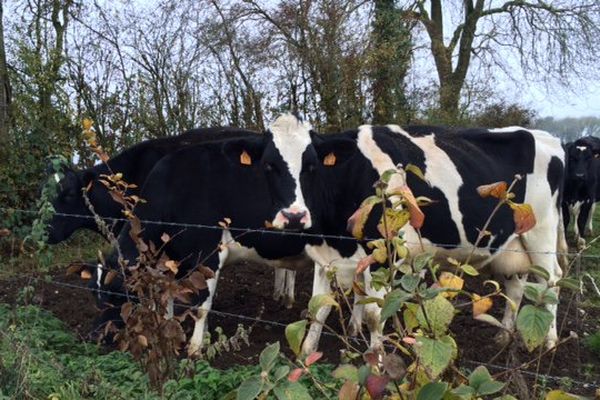 Selon le nouveau cahier des charges, les vaches doivent pâturer au moins 170 jours par an