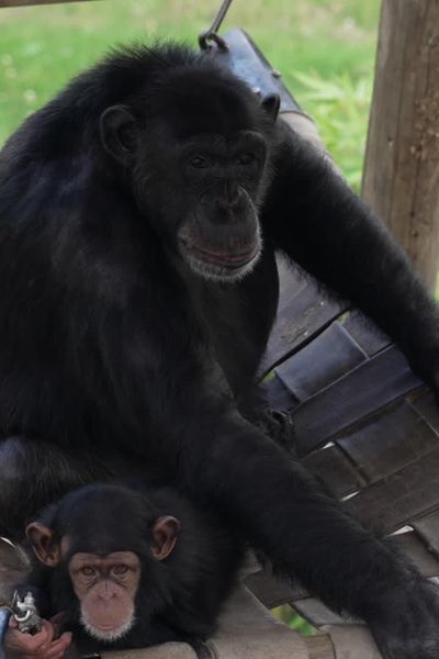 Des chimpanzés au parc zoologique de Saint-Martin la Plaine, le 14 juillet.