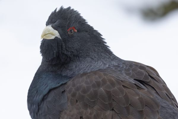 Ce grand gallinacé, le plus gros oiseau terrestre sauvage d'Europe, est menacé de disparition dans le massif des Vosges.