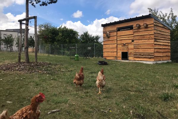 À Amiens, un poulailler collectif se développe dans le quartier 