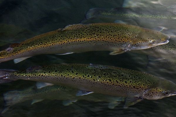 Chaque année, près de 1 000 saumons sont pêchés en Bretagne. 