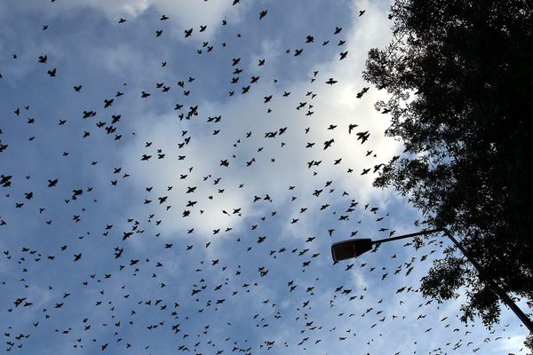 Les oiseaux arrivent en fin d'après-midi à la cité des Chasseignes.