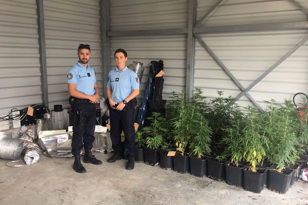 70 plants de cannabis cultivés en intérieur ont été saisis à Maraussan, dans l'Hérault.