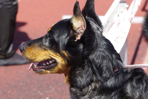 Le chien était un croisé berger allemand et beauceron. Photo d'illustration.