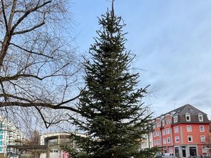 Un sapin de Noël sans décorations dans un quartier de Strasbourg