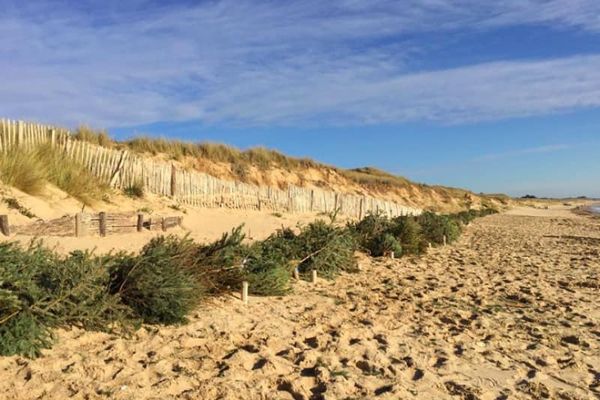 A Wissant, une barrière naturelle à base de sapins recyclés sera installée sur la plage pour limiter l'érosion de la côte.