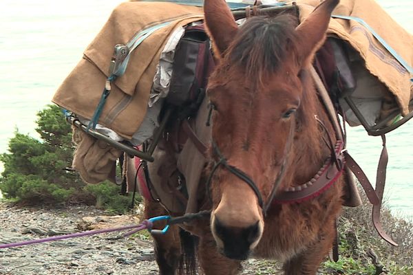 Du côté de la presqu’ile de Giens à Hyères les Palmiers dans le Var, deux mules transportent tous les jours 100 kilos de gravats pour un chantier de réhabilitation.