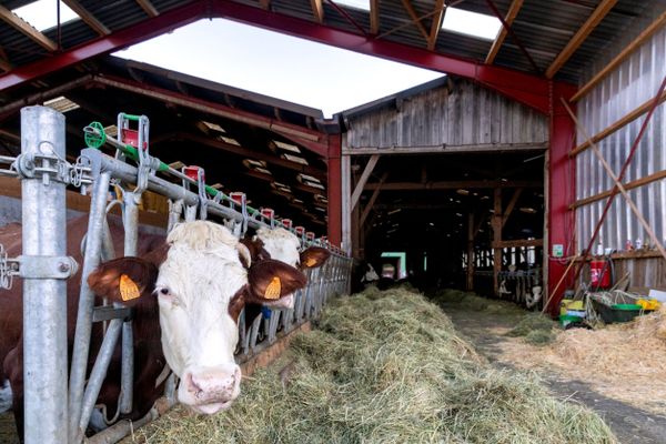 Un troupeau de plus de 200 vaches laitières va être abattu après la contamination d'une vache par la brucellose, dans un élevage du Pays Rochois en Haute-Savoie.