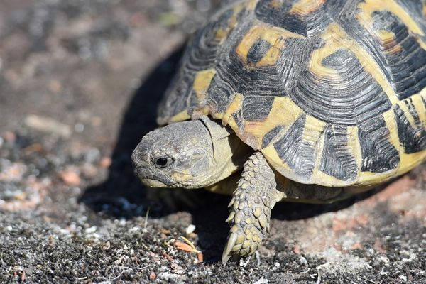 Le 9 décembre 2019, "six cadavres de tortues d'Hermann et une mortellement blessée" ont été découverts sur place par des agents de l'Office français de la biodiversité.