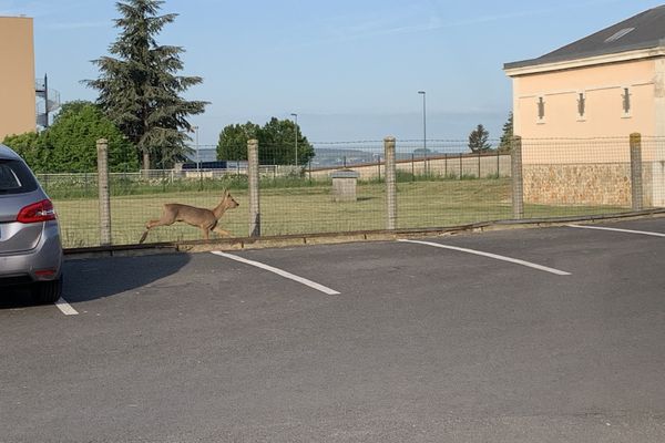 Ce mardi 17 mai, un jeune chevreuil a été aperçu sur le parking de France 3 à Reims.