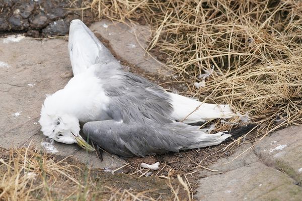 Le virus de l'influenza aviaire qui circule activement en Europe est particulièrement contagieux et pathogène pour les oiseaux.