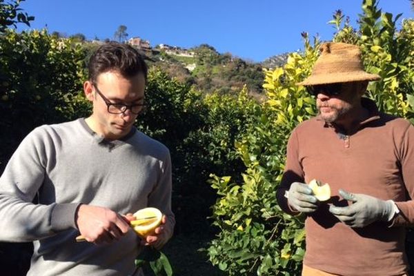 Dans l'exploitation de Laurent Gannac, père et fils dégustent le citron de Menton. 