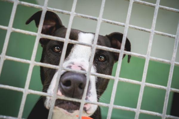 Chaque année, la SPA recueille environ 44.800 animaux dont près de 16 500 l'été. Pour lutter contre le phénomène, le refuge de Sarrebourg a ouvert une pension.