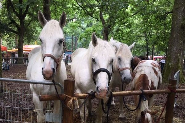 La fête du cheval de Forges-les-Eaux les 27 et 28 juillet 2019.