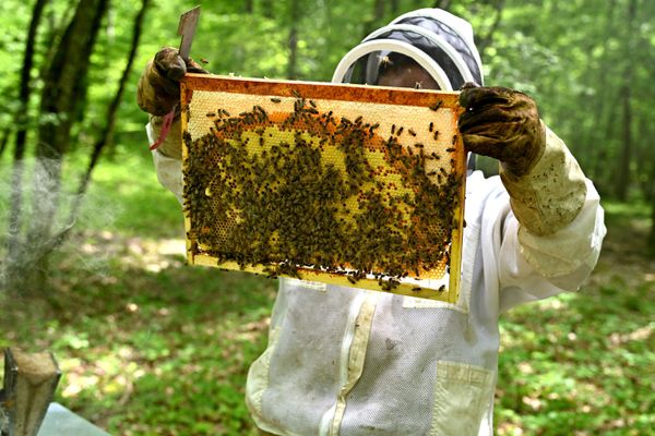 Les apiculteurs dénoncent l'importation de miel étranger à bas coût