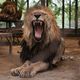 Un lion en captivité dans le zoo de Lujan en Argentine, le 18 mars 2024.