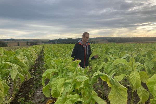 Année très humide pour le tabac atteint de maladies