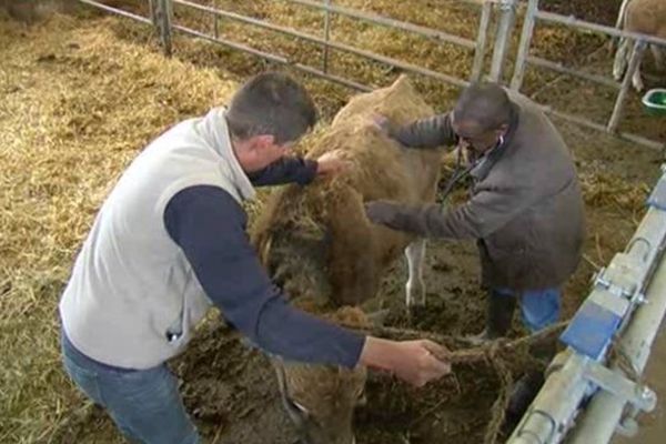 L'exercice du métier de vétérinaires en milieu rural serait menacé s'il leur était interdit de vendre des antibiotiques