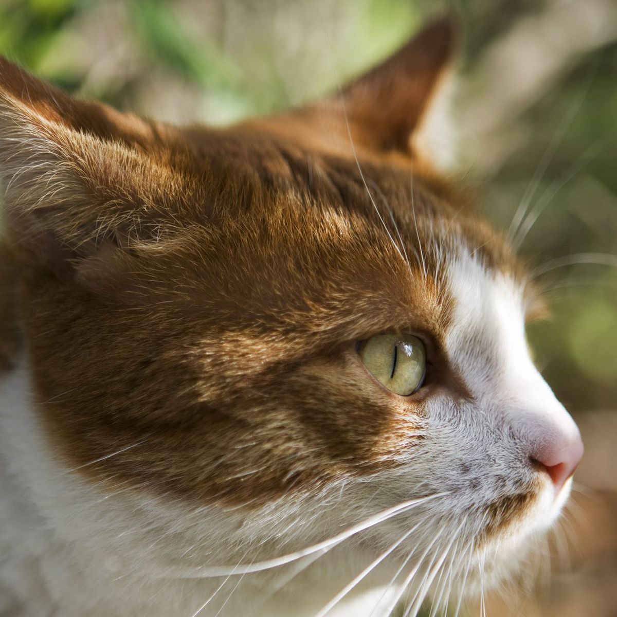 Insolite Un Chat Coince Dans Le Moteur D Une Voiture Sauve Grace A Une Fillette De 4 Ans En Haute Savoie