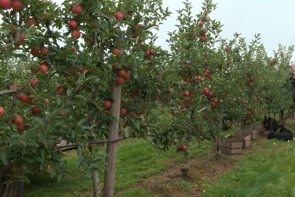 SERIE. L'arboriculture au fil des saisons