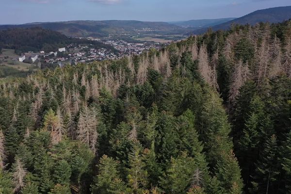 La forêt des Vosges était il y a 500 millions d'années un océan.