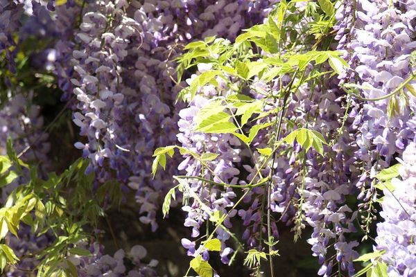 Glycine