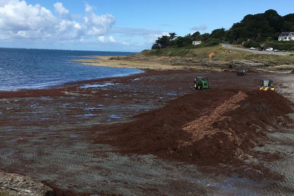 D'importants moyens sont utilisés pour nettoyer les plages, ici à Port-Maria.