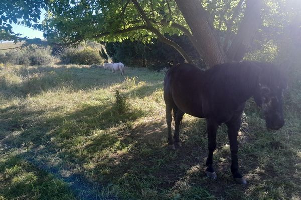 L'association "American Horse club" et Jean-Louis Losilla, doivent quitter les lieux d'ici juillet.