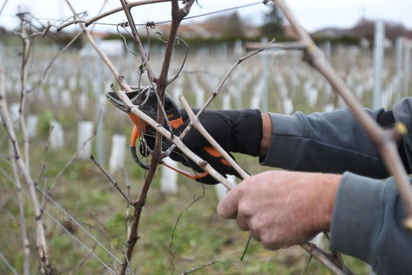 Les métiers de la viticulture font partie des métiers les plus recherchés en Nouvelle-Aquitaine.