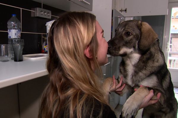 Des rues de Timisoara à la campagne dieppoise, ce chien a fait un long voyage et a été adopté avec amour