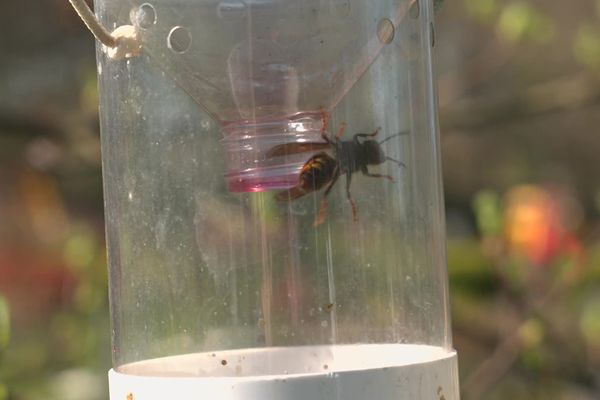 C'est maintenant qu'il faut installer les pièges à frelons asiatuqes. Mais attention : certains ont plus d'effets négatifs que positifs !