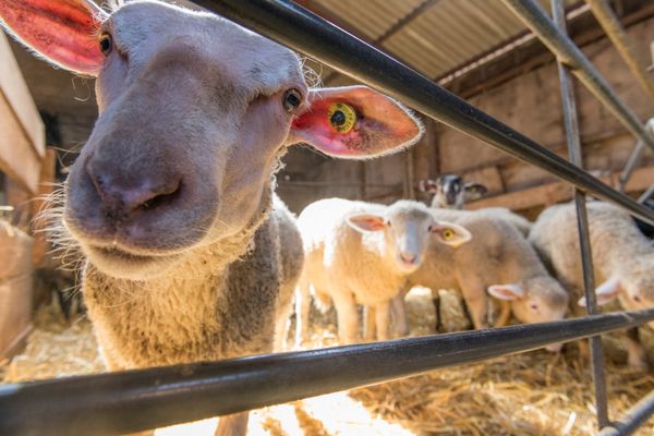 En France, plus de 1900 animaux maltraités ont été déplacés par l'Oeuvre d’Assistance aux Bêtes d’Abattoirs (OBOA) en 2023.