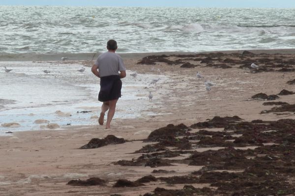 A Bernières-sur-Mer, les algues brunes prolifèrent depuis plusieurs années