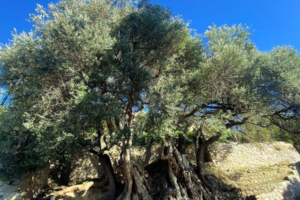 L'arbre de Roquebrune-Cap-Martin remporte le Prix coup de coeur.