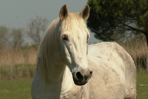 Comme chaque année, le cheval Camargue et les traditions de monte camarguaise seront bien représentés au salon Cheval Passion en Avignon 