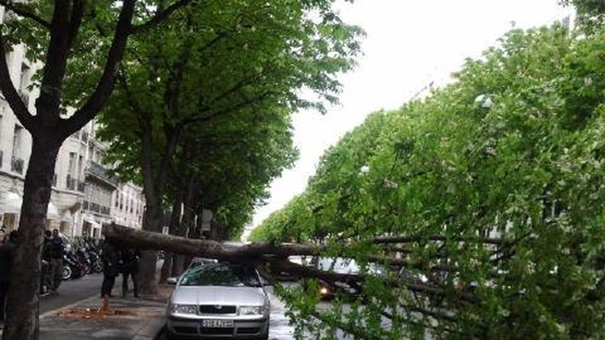 Un arbre tombe avenue Montaigne